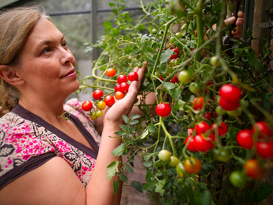 suncherry tomato in green house