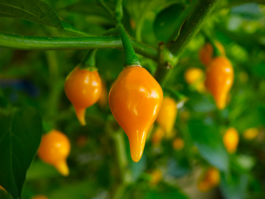 Biquinho chilli pods