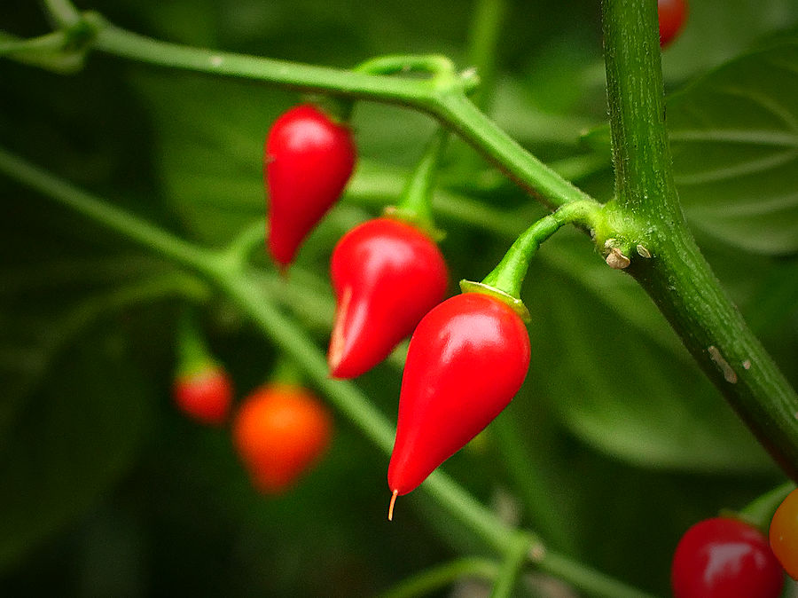 Biquinho chillies pods
