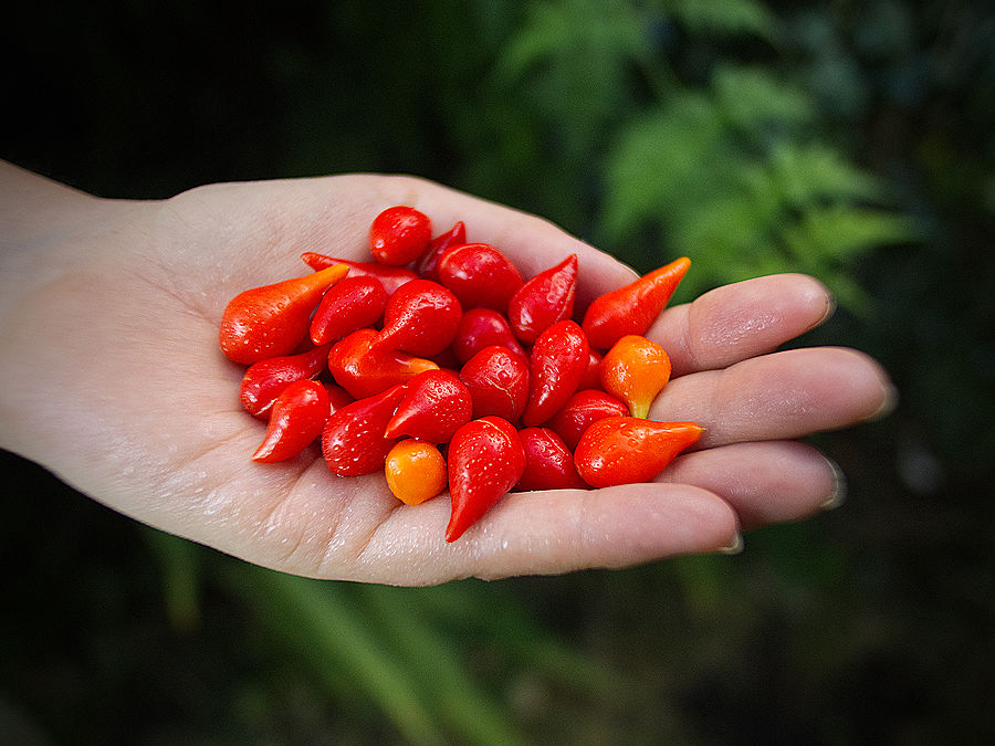 handful of Red Biquinho chillies 