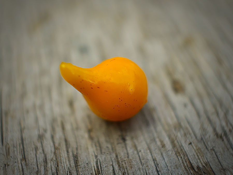 Yellow Biquinho chillies single pod
