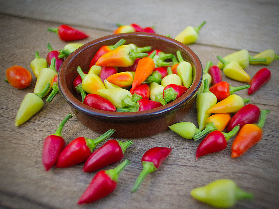 Turkish Pickling chilli picked