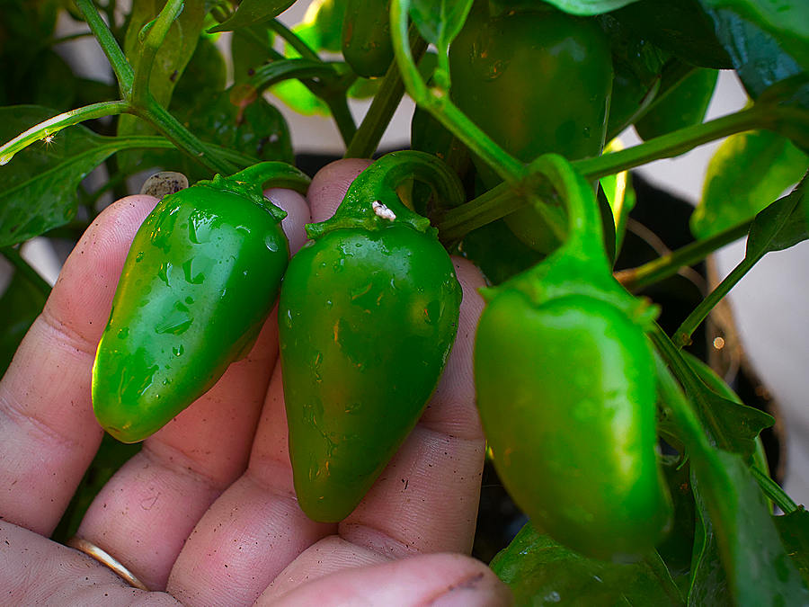 superhot chilli pods