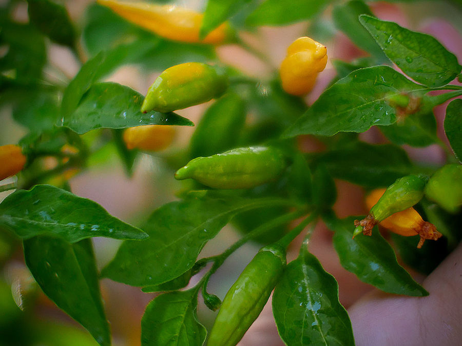 superhot chilli pods