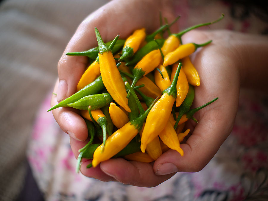 superhot chilli pods