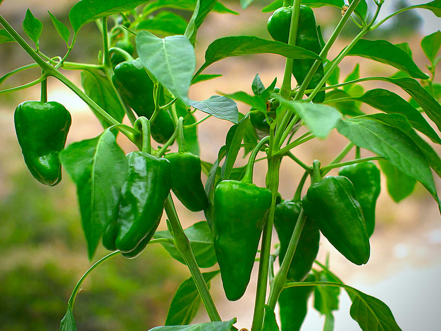 superhot chilli pods