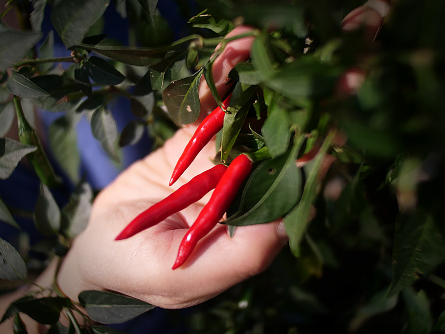 superhot chilli pods