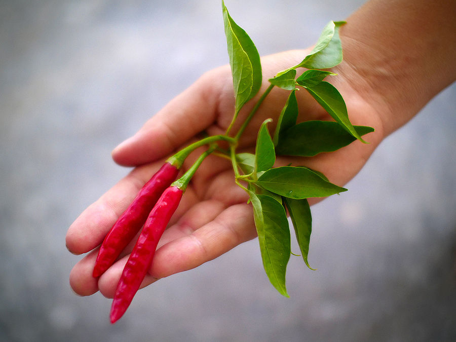 superhot chilli pods