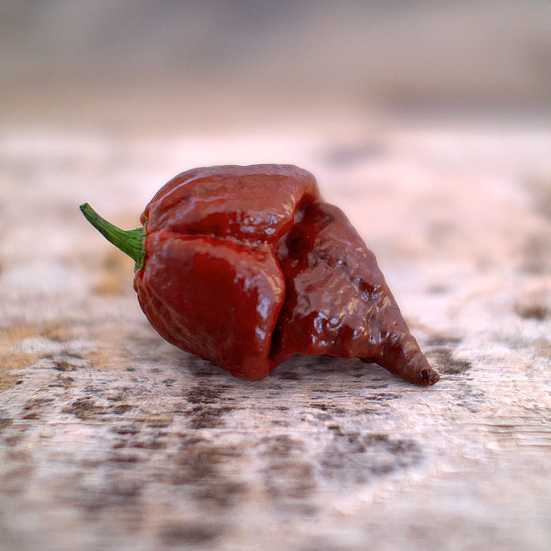 world of chillies caramel reaper chilli long tail pod wooden surface