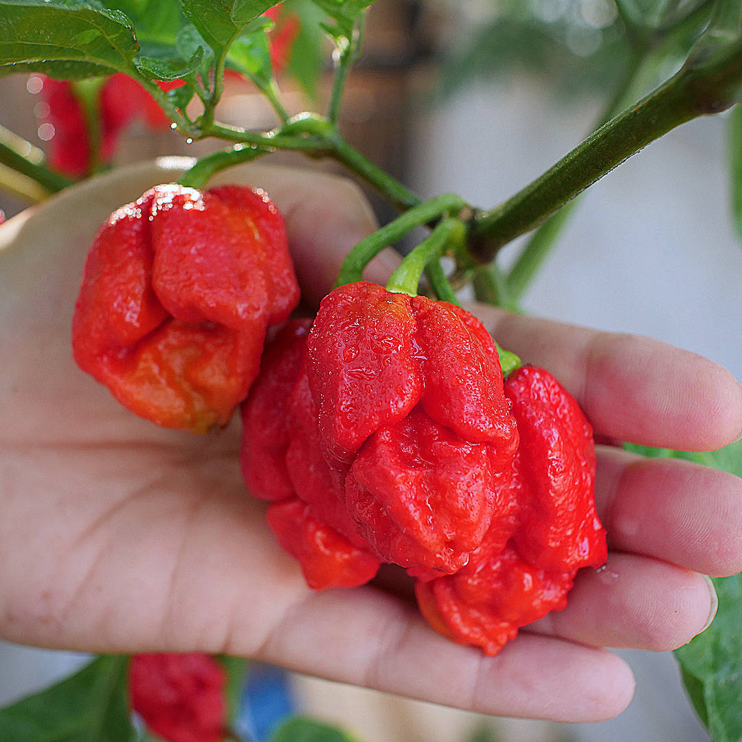 world of chillies apocalypse chilli pods in hand red superhot
