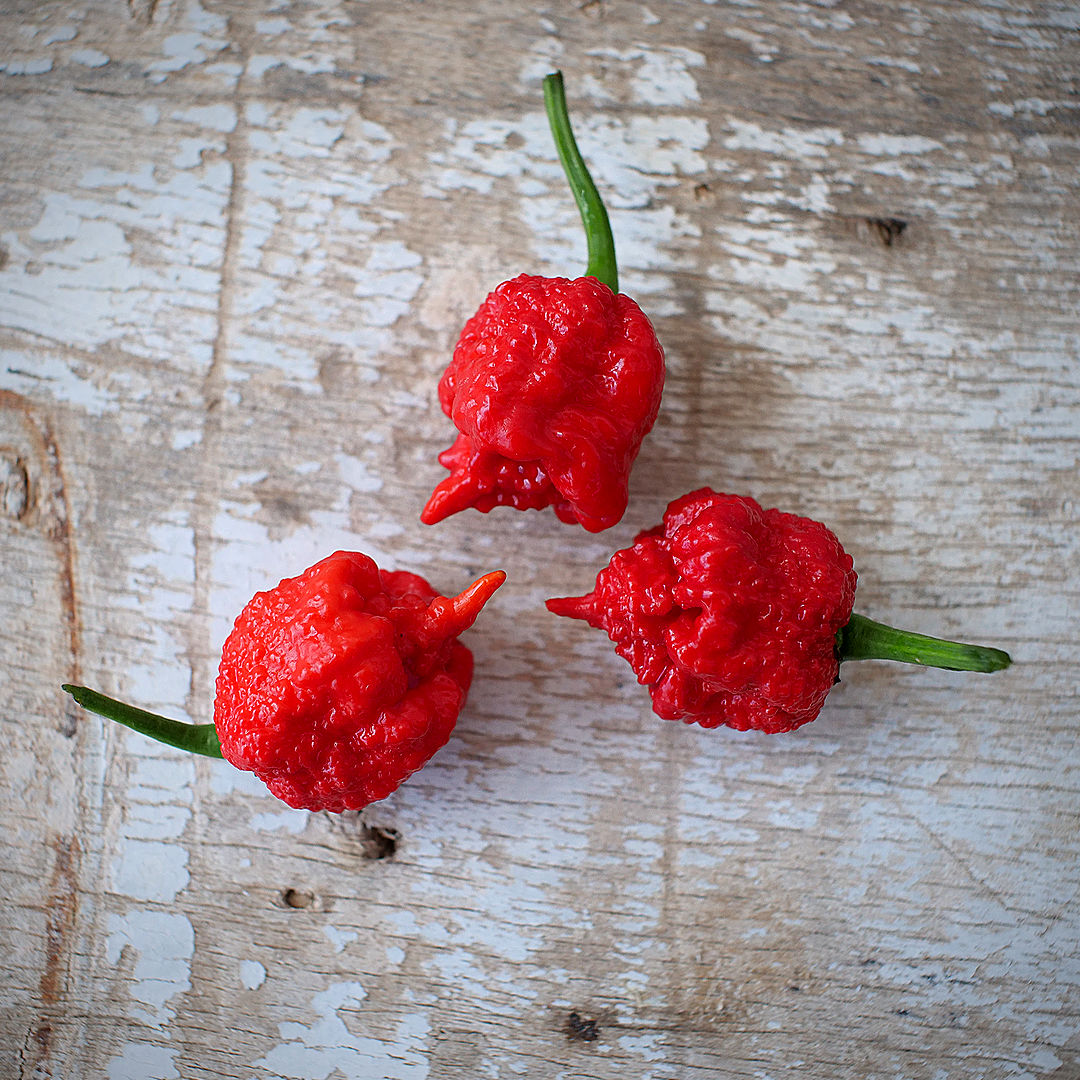 world of chillies apocalypse chilli pods wooden surface red