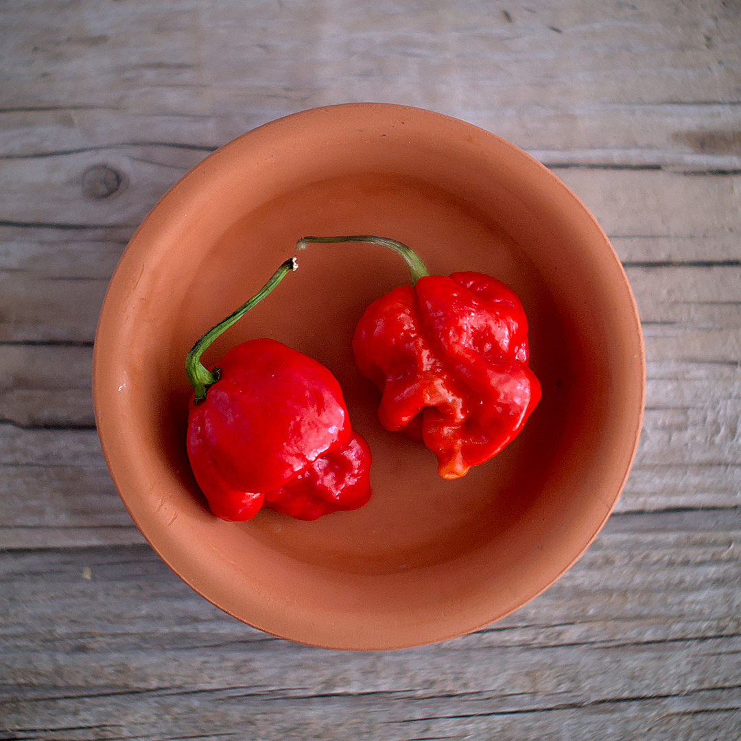 world of chillies apocalypse chilli pods bowl red superhot
