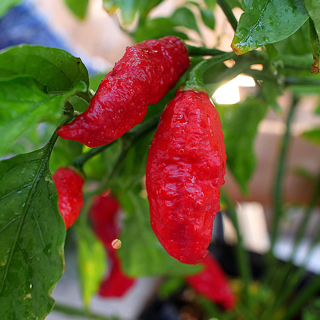 world of chillies fatalii jigsaw chilli pods plant red elongated wrinkled