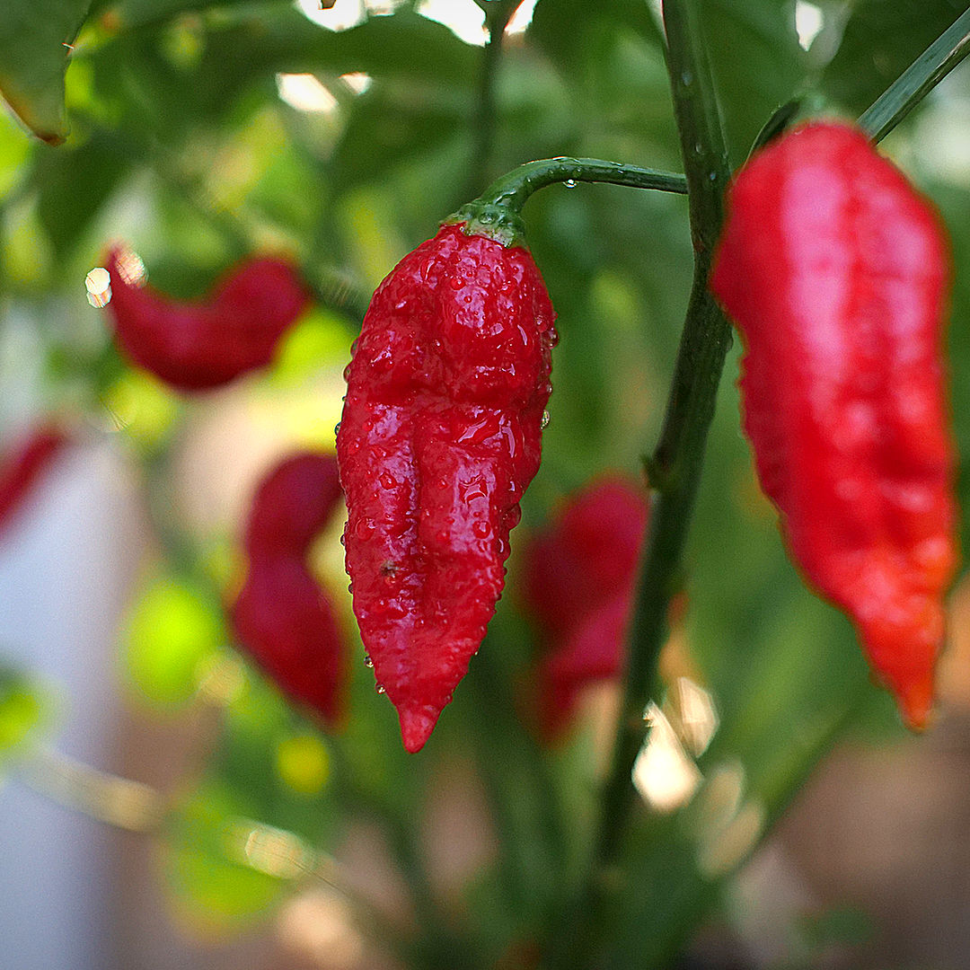 world of chillies fatalii jigsaw chilli long pod hanging plant red