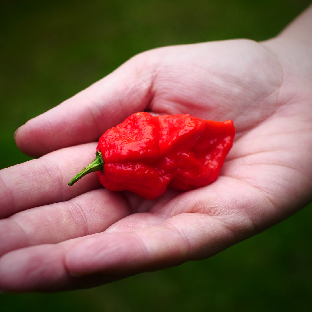 world of chillies fatalii jigsaw chilli pod in hand red long wrinkled