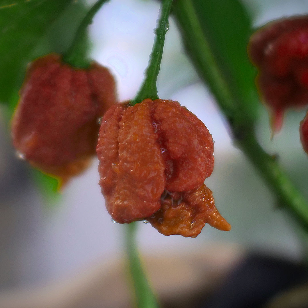 world of chillies caramel reaper chilli ripening brown red pod plant