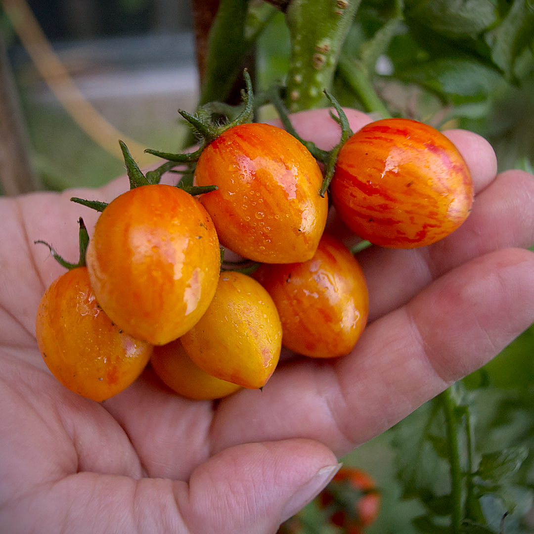  They colour from the base upward, not the shoulders downward. That’s why the top fruits look half-painted — they’re only halfway there. 