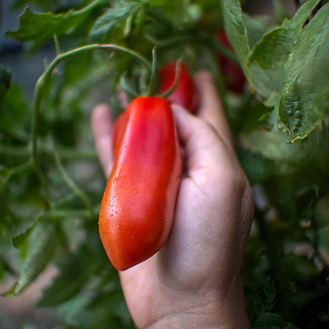  Tomato skins contain a thin cuticular wax layer.
As the fruit ripens, this layer develops a matte or velvety sheen. 