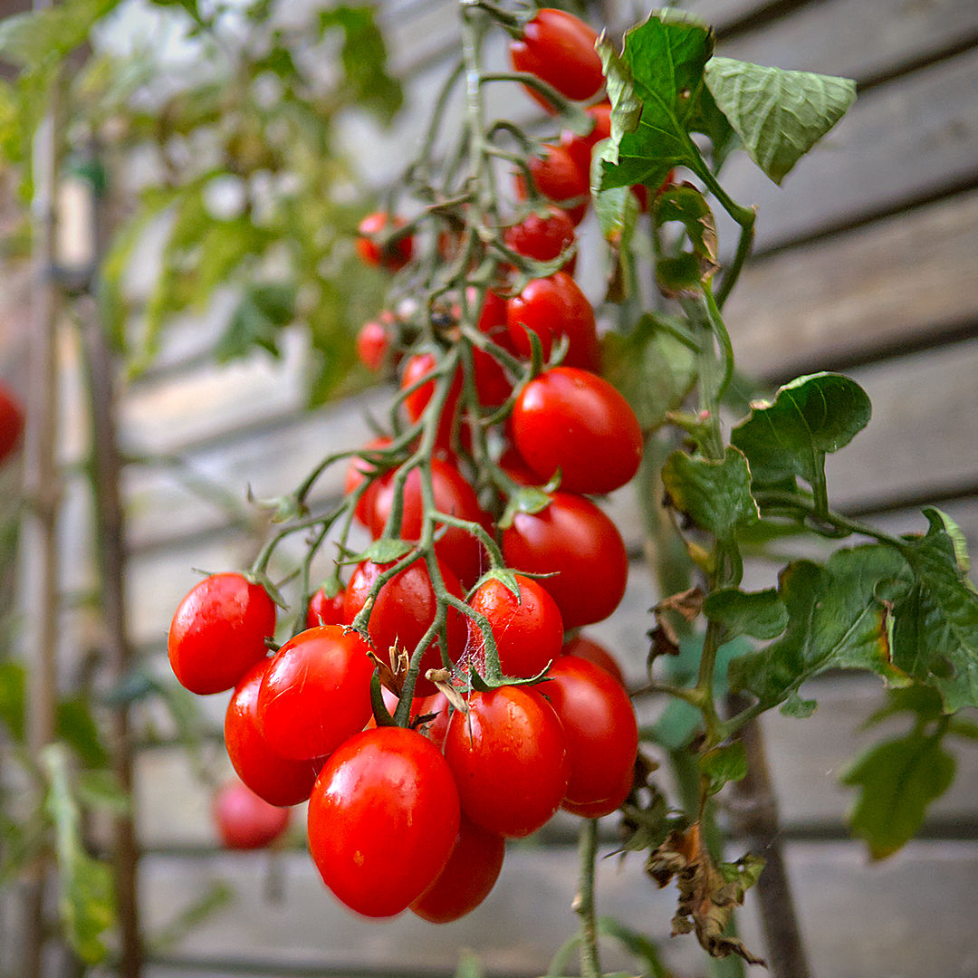  Rain doesn’t split these easily — the skins tighten but hold. That’s one reason growers like this line for unpredictable summers. 