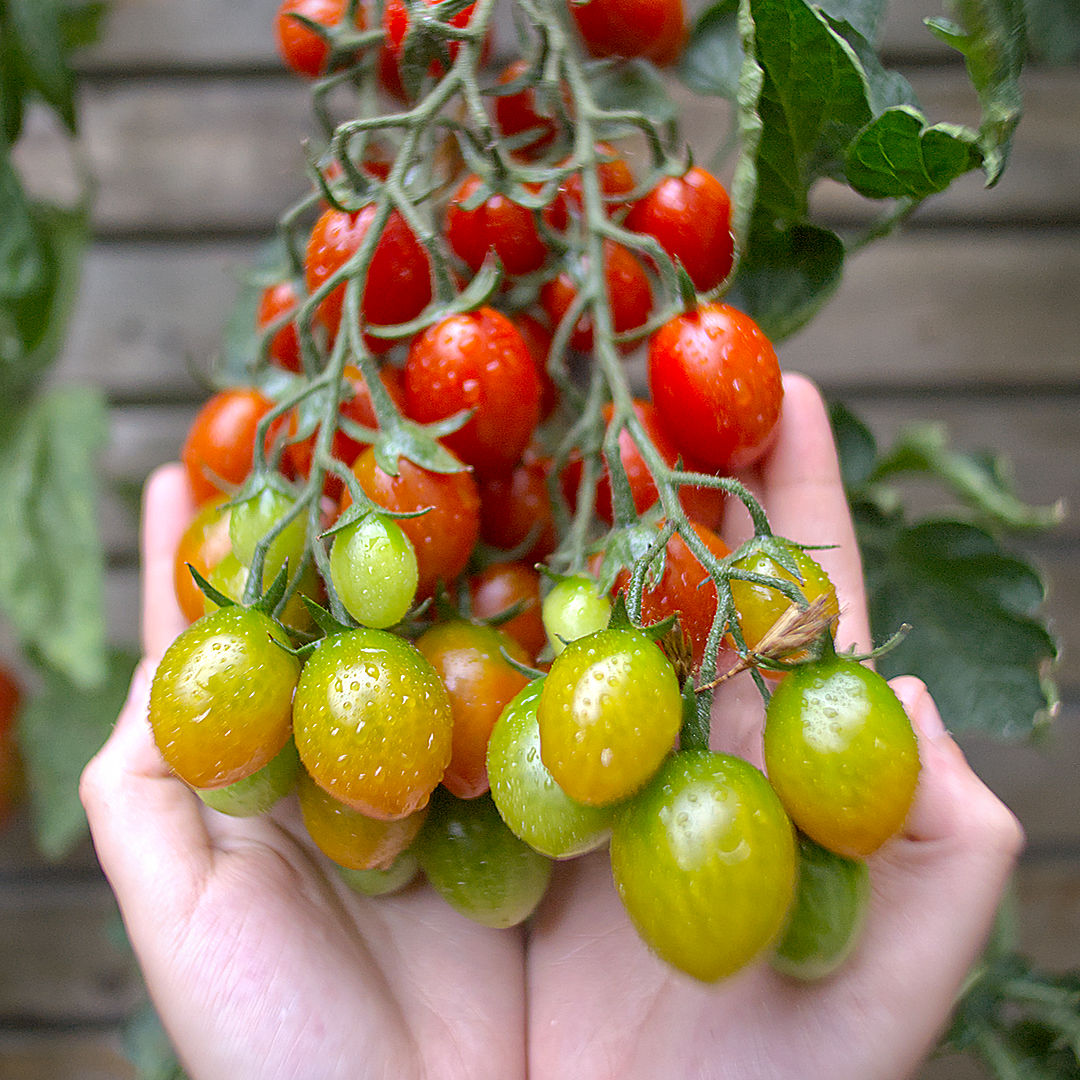  These ripen from the top down — the darker shoulders always finish first, the paler tips a day or two behind. 