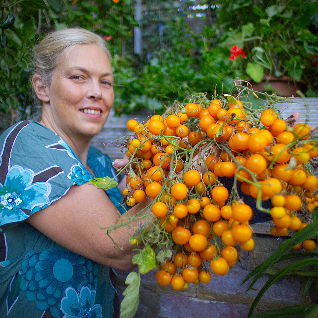  The foliage drops away late in the season, but the fruit just keeps coming. It’s a built-in survival habit of these compact cherry types. 