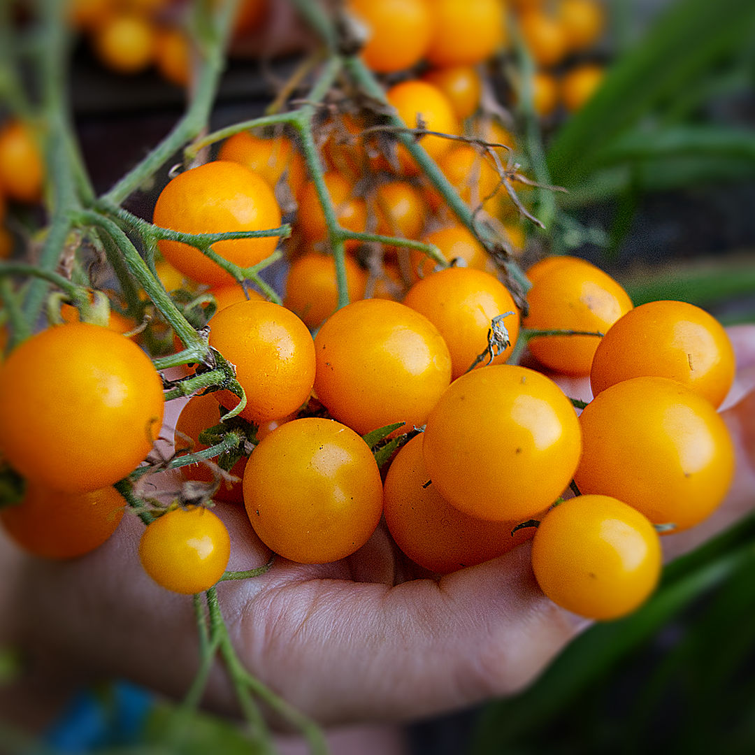  Ripeness shows as a shift from matte to glossy. The front fruits are at the “full gloss” stage — the sweetest point you’ll get. 