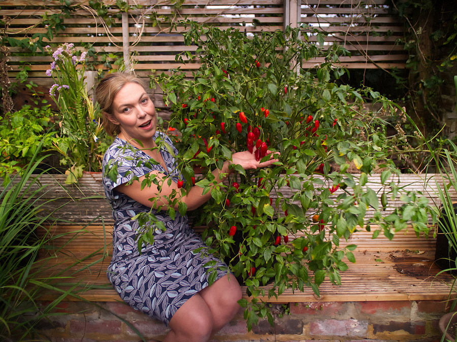 Red paper lantern chillies