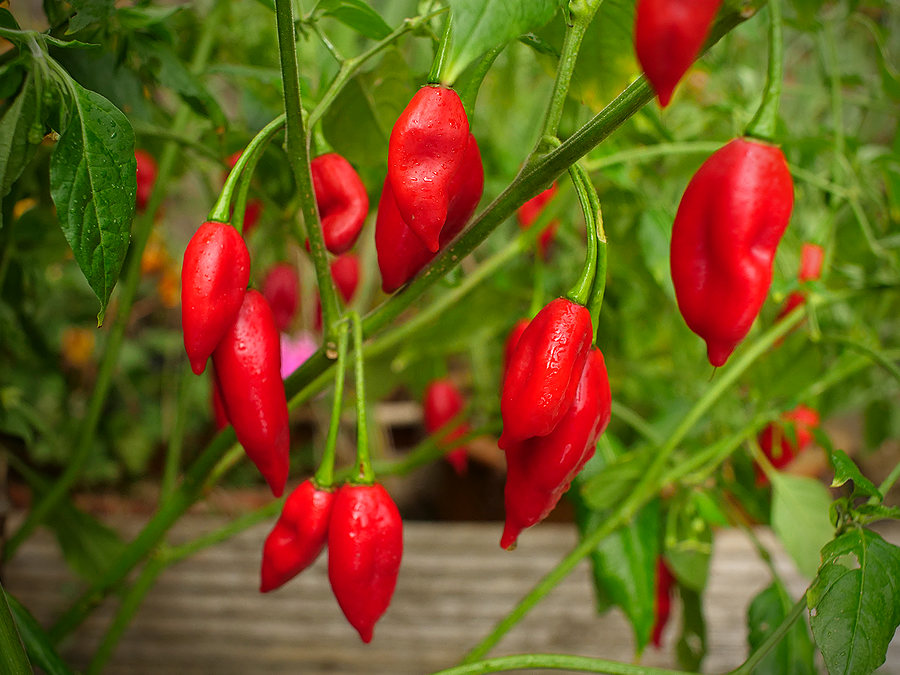 red paper lantern chillies