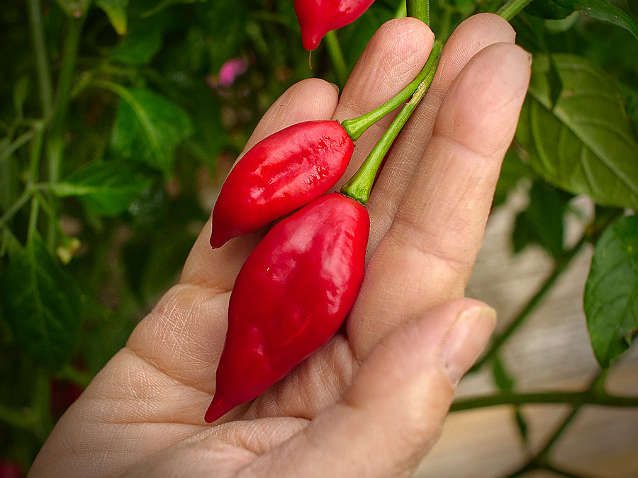 red paper lantern pods