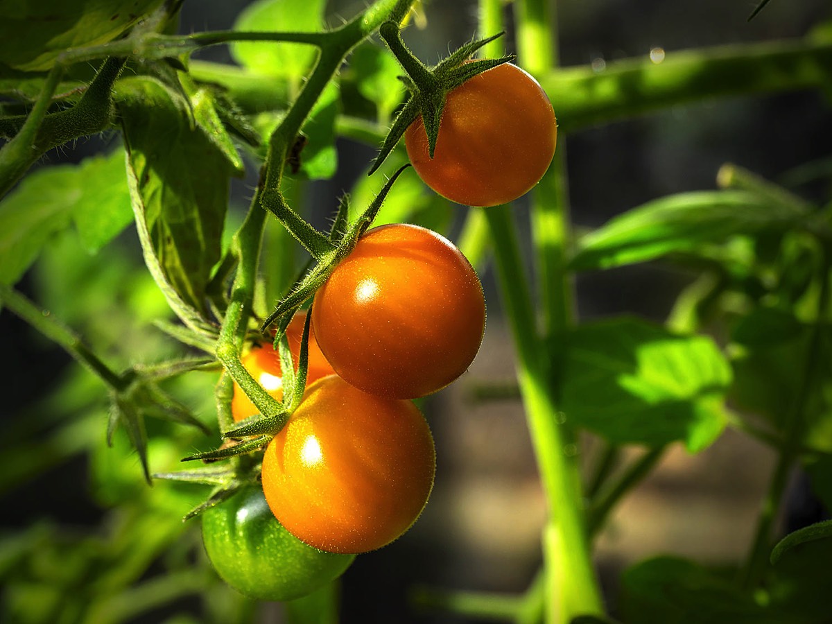 sungold tomato on vine