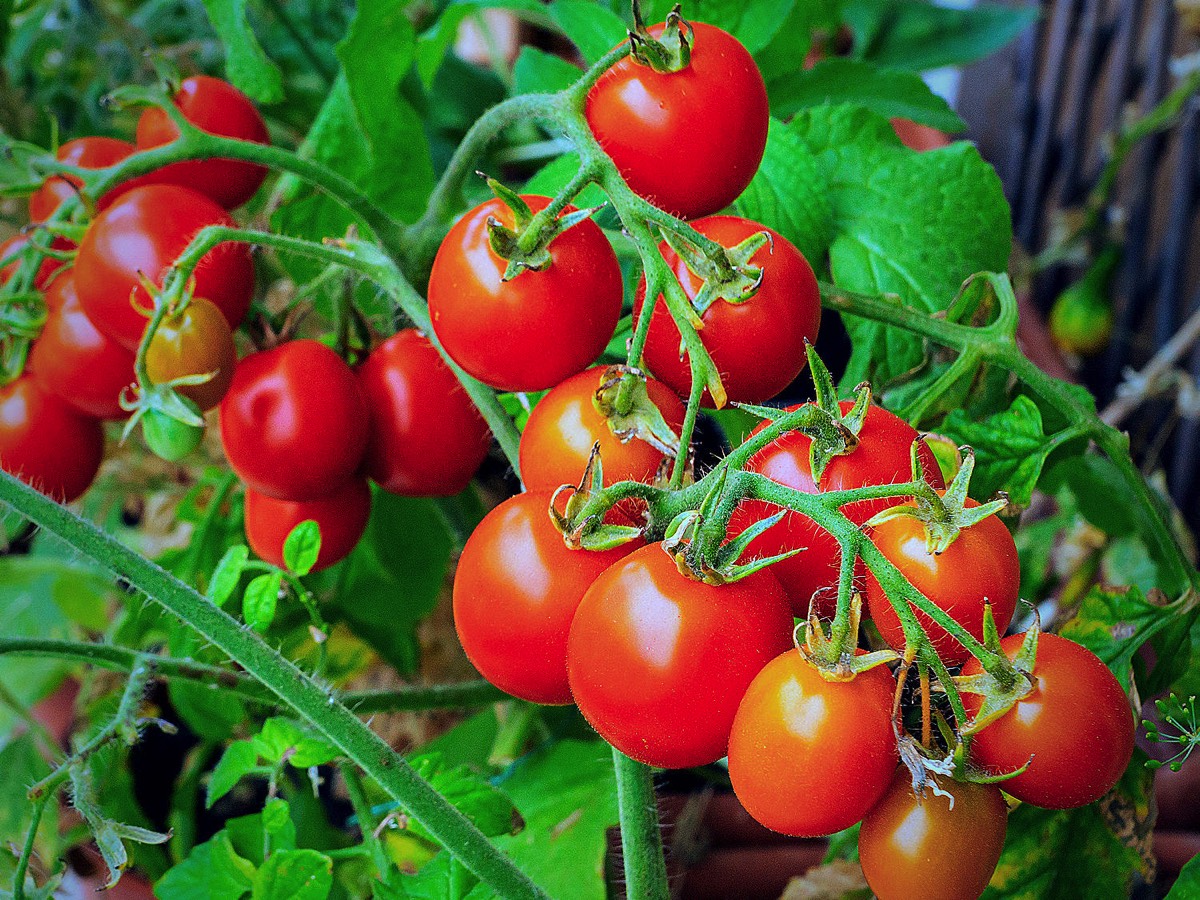 Red Alert tomato on vine