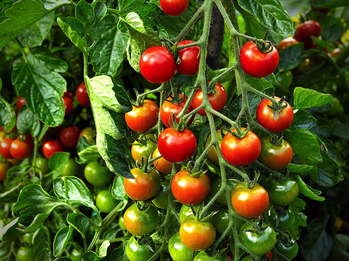Sweet Million tomato on vine