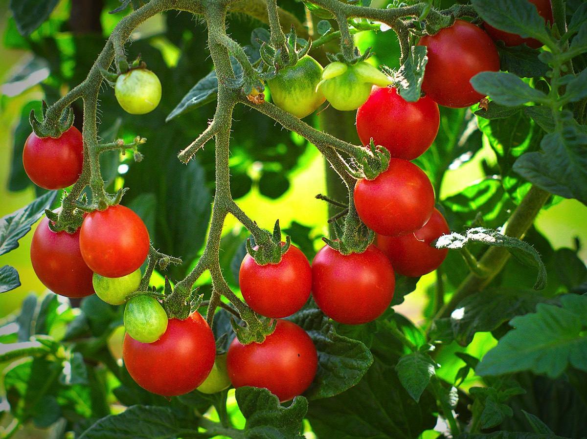 Tumbling Tom tomatoes on vine