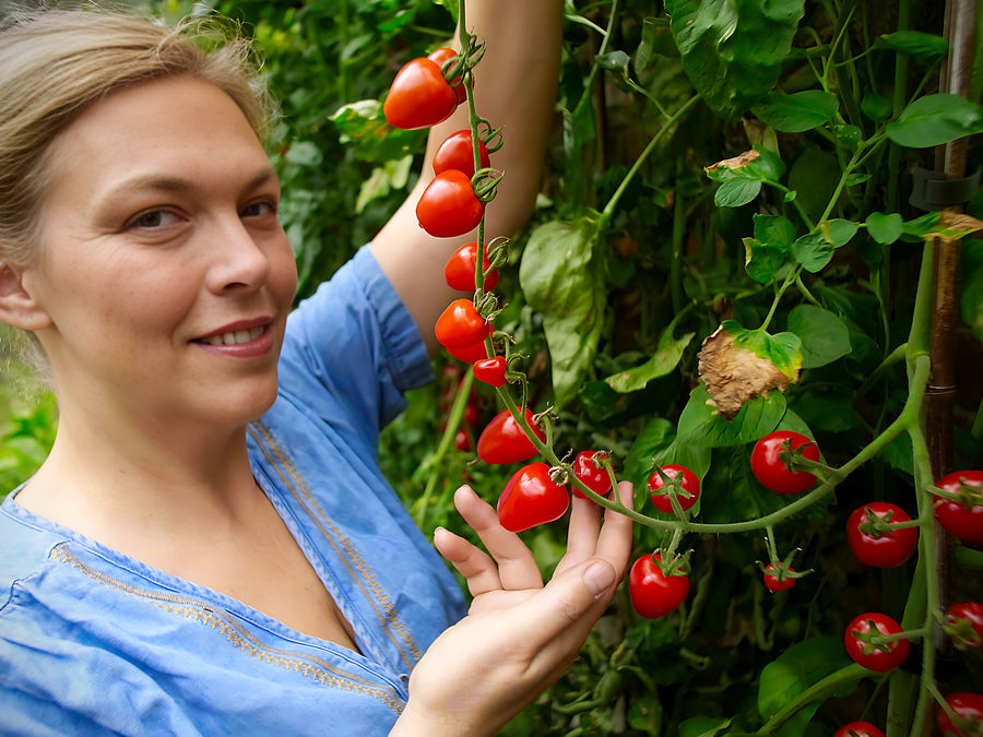 tomatoberry fruit