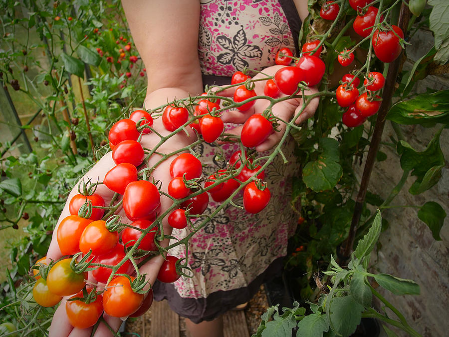 tomatoberry truss