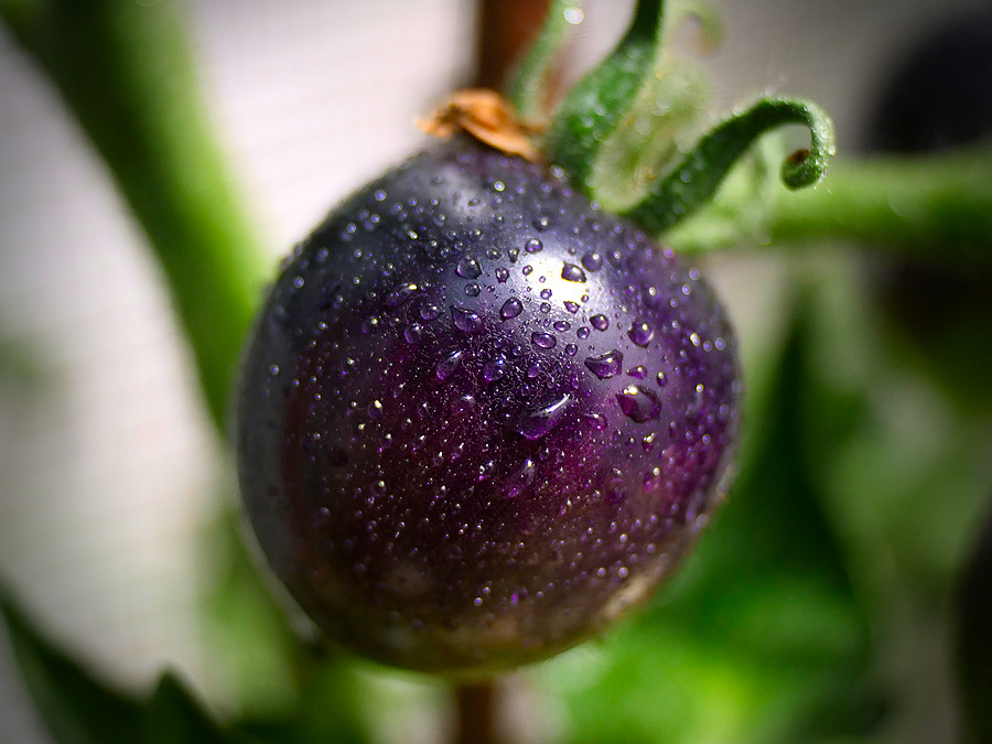 indigo rose tomato