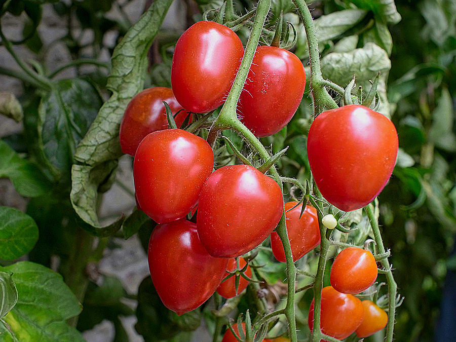 tomatoberry fruit