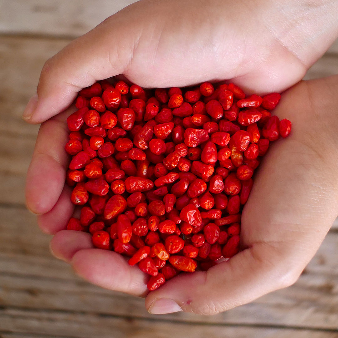  world of chillies hand holding freshly harvested red Pequin chillies 