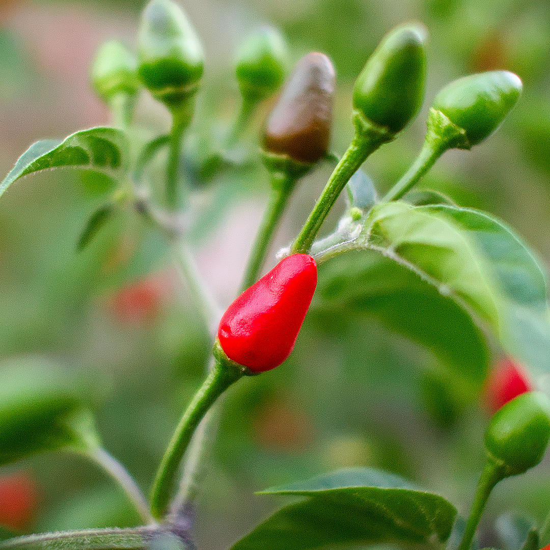  world of chillies close-up of ripe red Pequin chilli pod on plant 