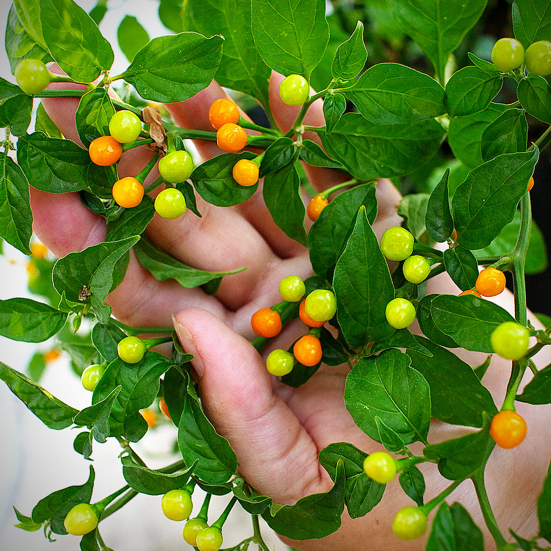  world of chillies Charapita chilli plant with small round yellow pods growing among green leaves 