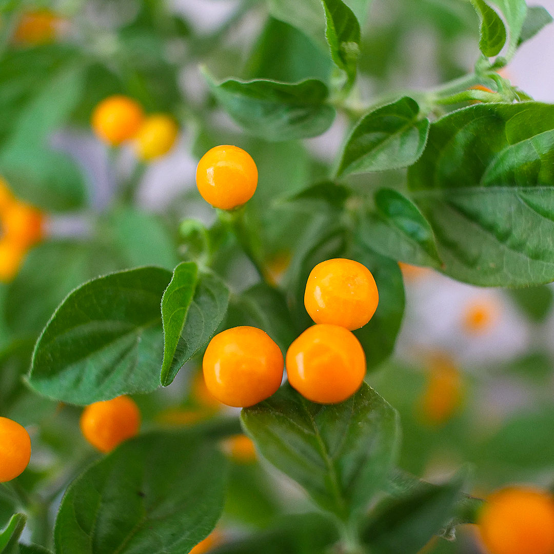  world of chillies close-up of round yellow Charapita chillies on plant 