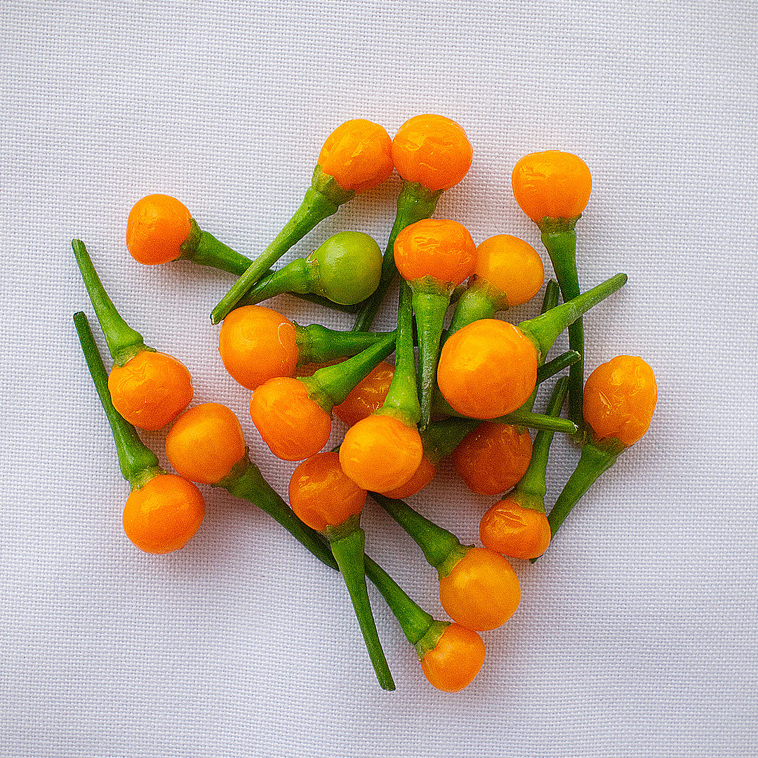  world of chillies small round yellow Charapita chillies harvested with stems attached 
