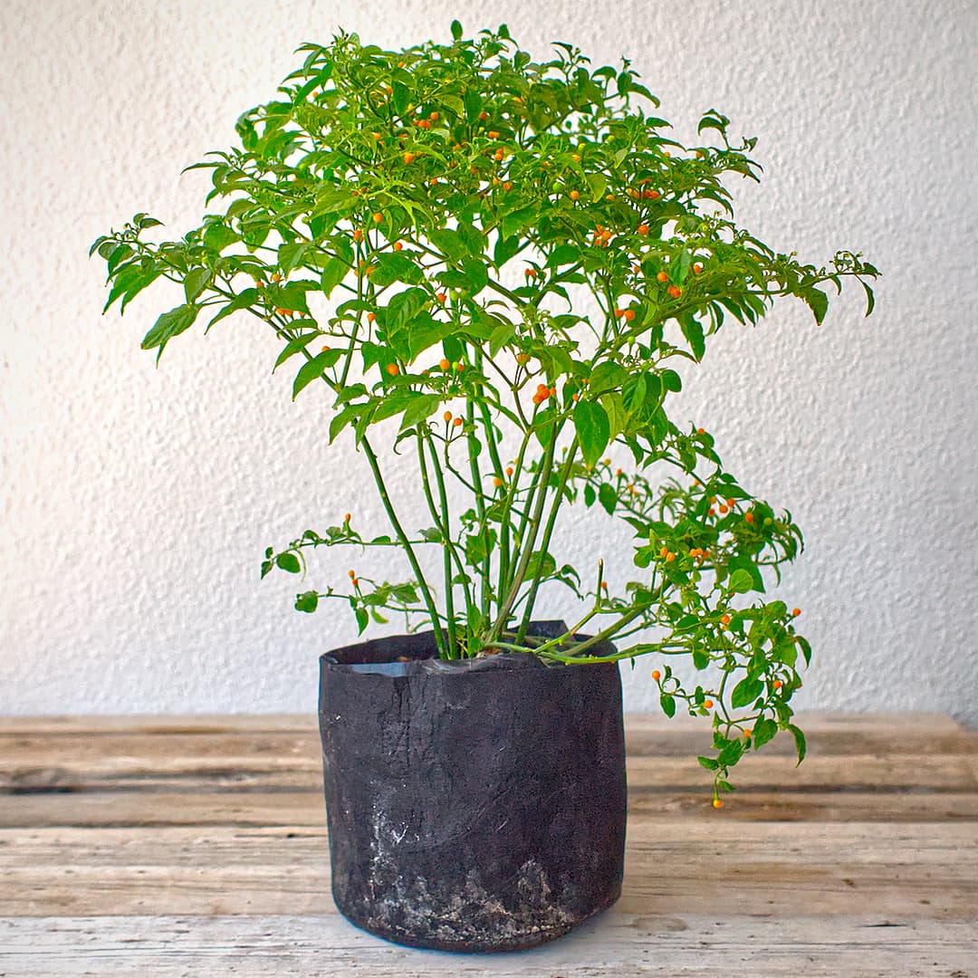  world of chillies Charapita chilli plant growing in black pot 