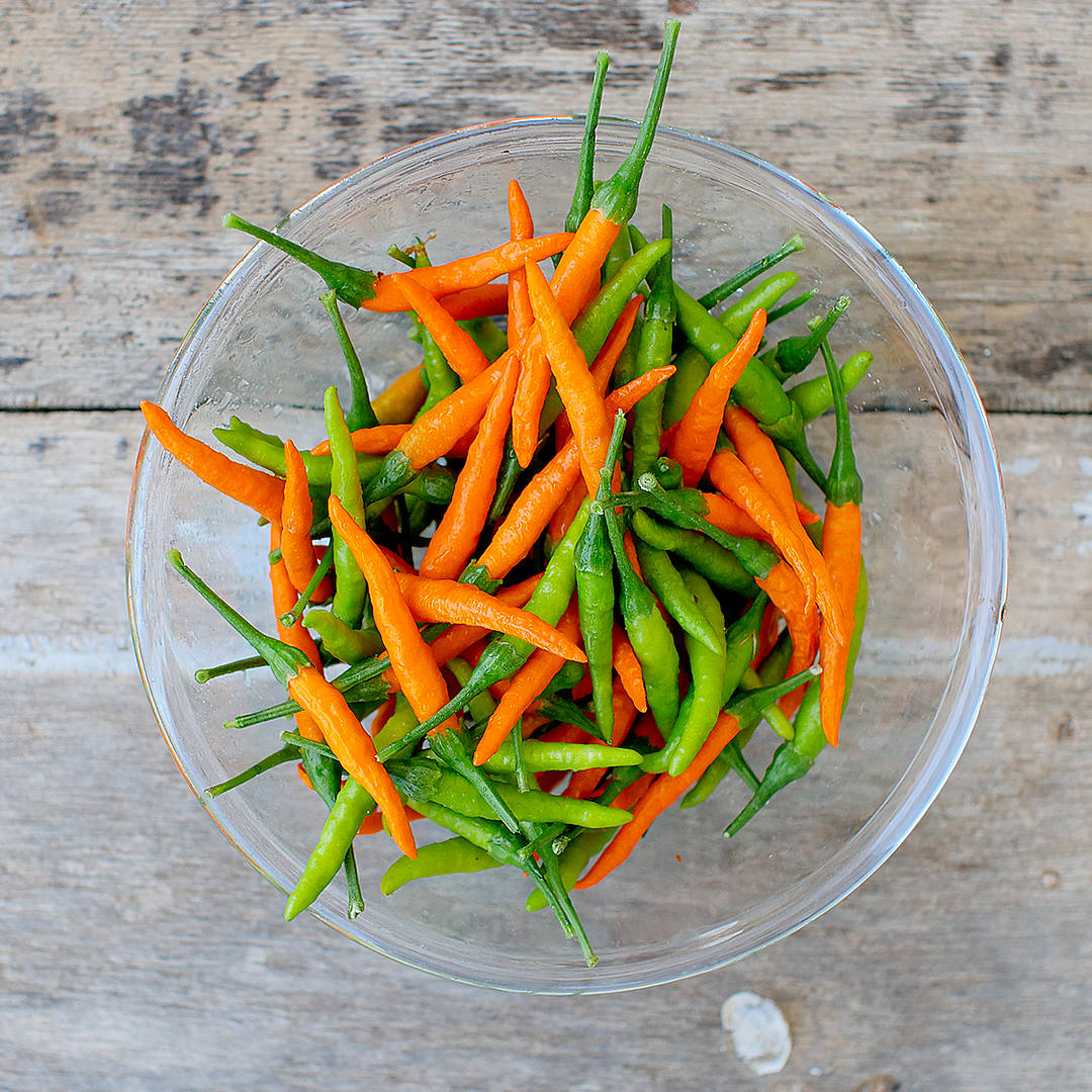  world of chillies bowl of freshly harvested Orange Tyger chillies 