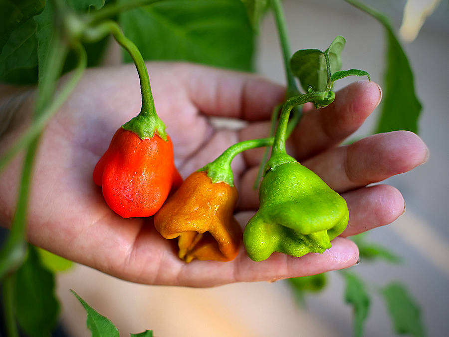 Bishop's crown chilli