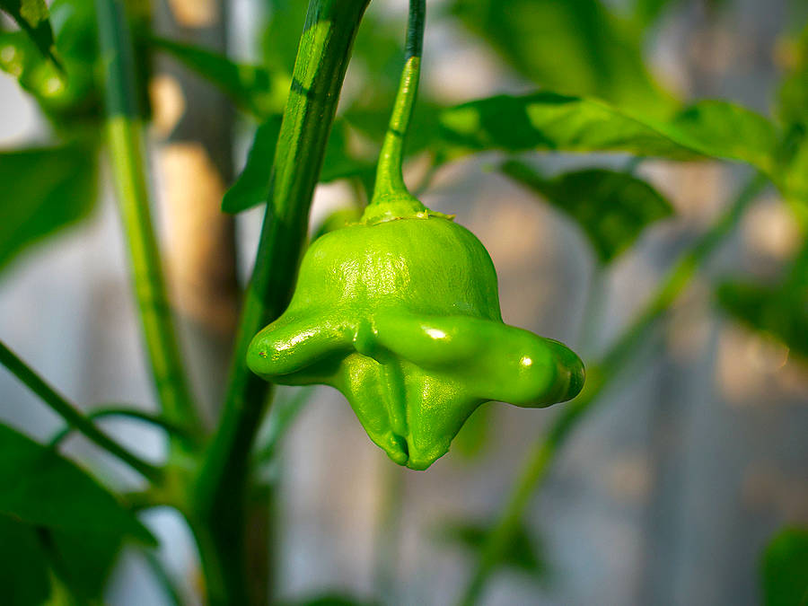 Bishop's crown chilli