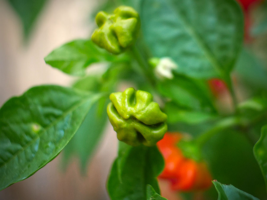 Brazilian Starfish chilli