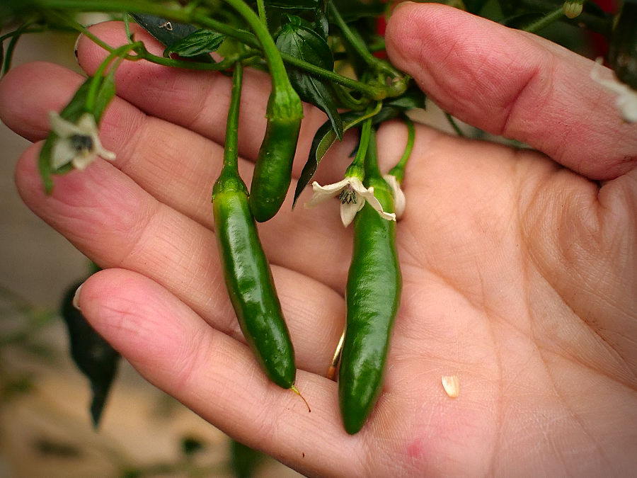 serrano chilli pods