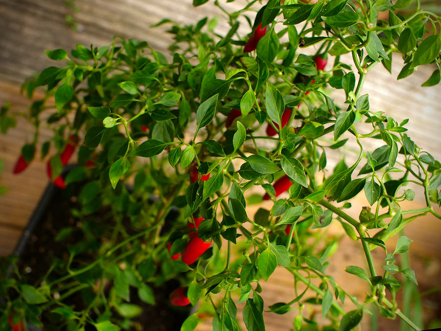 serrano chilli foliage