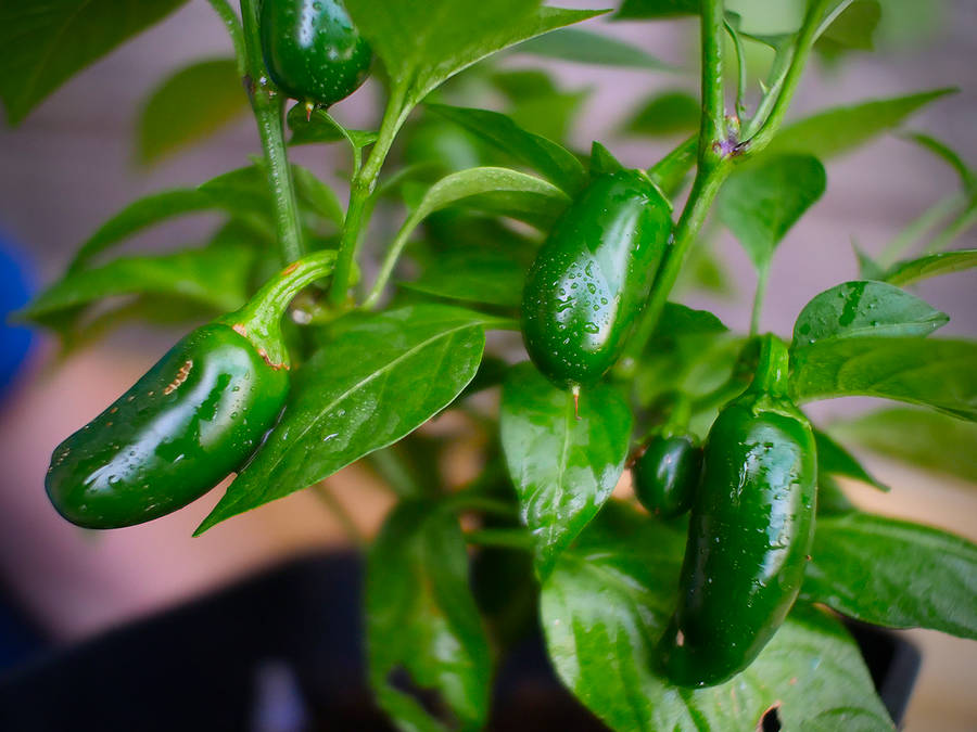 Jalapeño pods
